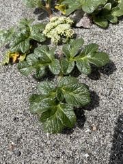 Glehnia littoralis leiocarpa