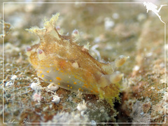 Plocamopherus pecoso