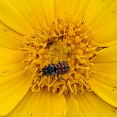 Holcopasites calliopsidis calliopsidis