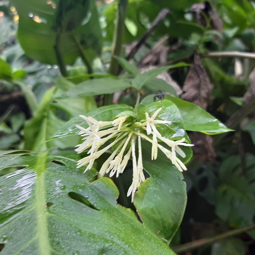 Night jessamine (Cestrum nocturnum)