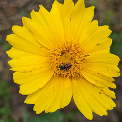 Holcopasites calliopsidis calliopsidis