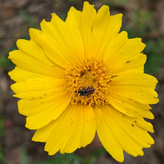 Holcopasites calliopsidis calliopsidis