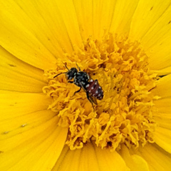 Holcopasites calliopsidis calliopsidis