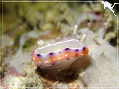 Goniobranchus setoensis