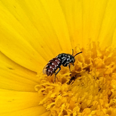 Holcopasites calliopsidis calliopsidis