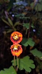 Tropaeolum tuberosum