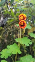 Tropaeolum tuberosum