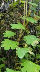 Tropaeolum tuberosum
