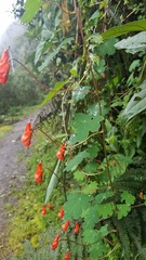 Tropaeolum tuberosum
