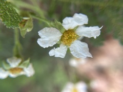 Chamaebatia foliolosa