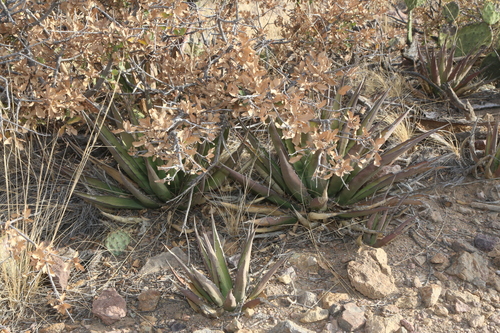 Agave × glomeruliflora, photograph 3