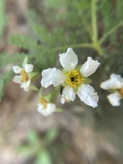Chamaebatia foliolosa