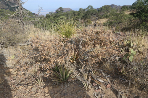Agave × glomeruliflora, photograph 4