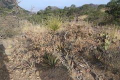 Agave × glomeruliflora