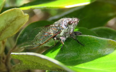 Maoricicada cassiope