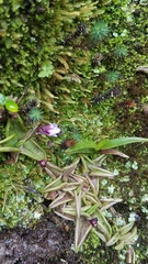 Pinguicula calyptrata