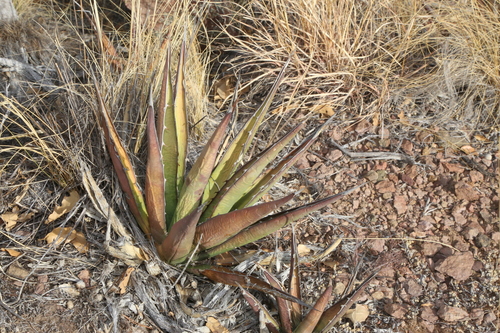 Agave × glomeruliflora, photograph 5