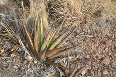 Agave × glomeruliflora