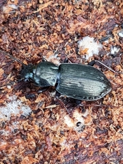 Pterostichus oblongopunctatus