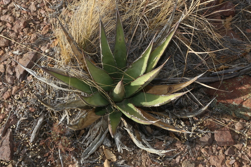 Agave × glomeruliflora, photograph 6