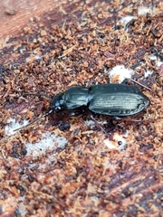 Pterostichus oblongopunctatus
