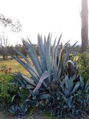 Agave cordillerensis