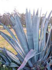 Agave cordillerensis