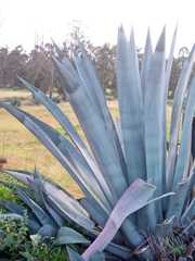Agave cordillerensis