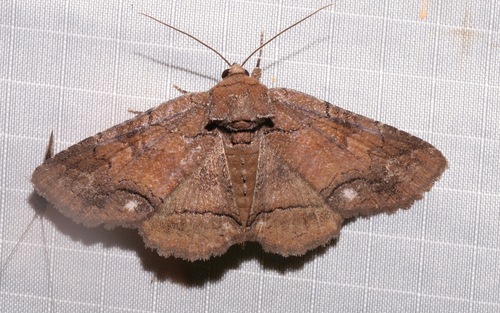 Buchholz' Zale Moth photo 2