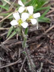 Crucihimalaya bursifolia