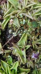 Pinguicula calyptrata