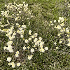Fothergilla gardenii