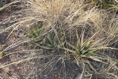 Agave × glomeruliflora