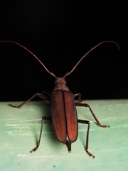 Aegolipton marginale