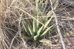 Agave × glomeruliflora