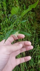 Jaltomata viridiflora