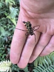 Micrathena decorata