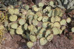 Opuntia chisosensis