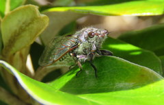 Maoricicada cassiope