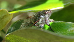 Maoricicada cassiope