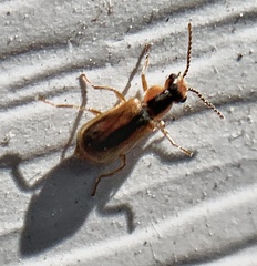 Attalus scincetus