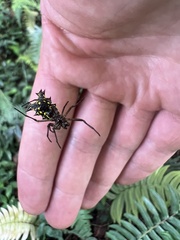 Micrathena decorata