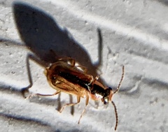 Attalus scincetus