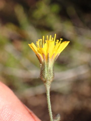 Pilosella arguta