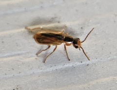 Attalus scincetus