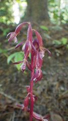 Corallorhiza