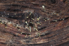 Trichoderma flavipes