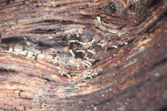 Trichoderma flavipes