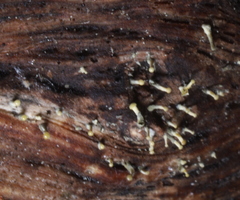 Trichoderma flavipes