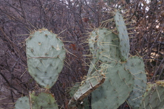 Opuntia chisosensis